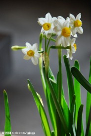 水仙花