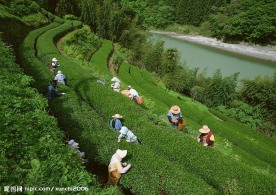 采茶