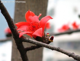 艳丽的木棉花