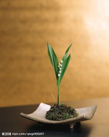 盆景造型