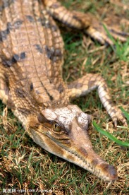鳄鱼