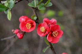 海棠花