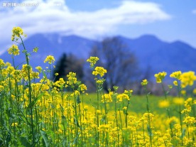 花黄恋