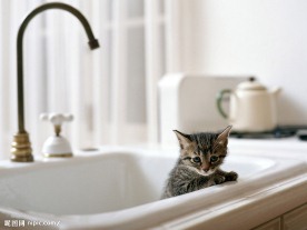 猫的爪爪