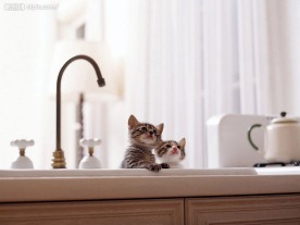 猫的爪爪