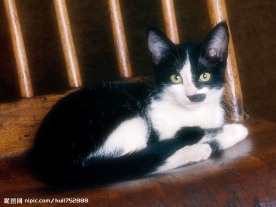 大花猫
