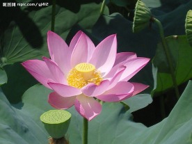 荷花莲蓬