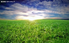 夕阳下的草地