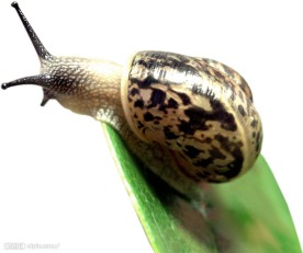蜗牛