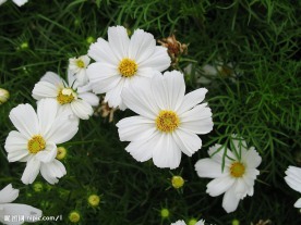 草地鲜花
