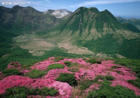 映山红