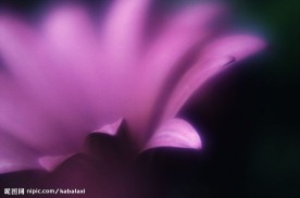高清花卉