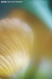 高清花卉
