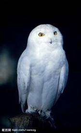 白猫头鹰