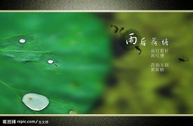 雨后荷塘