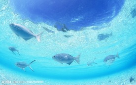 海洋生物