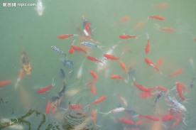观赏鱼照片