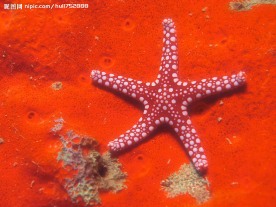 海星
