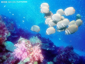 海洋生物