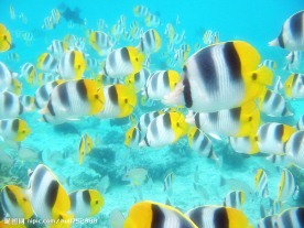 海洋鱼类