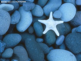 海星