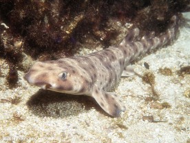 海洋生物