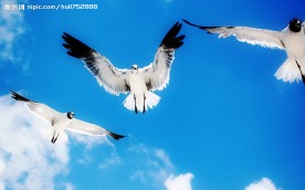 空中飞鸟