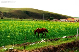 风景