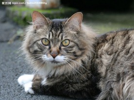 肥猫