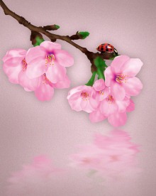 樱花
