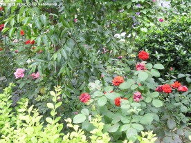 花花草草
