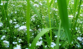 花花草草
