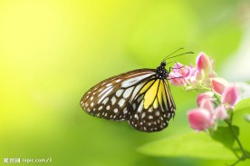 蝶与花