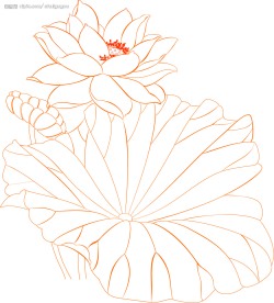 荷花  底纹 花纹