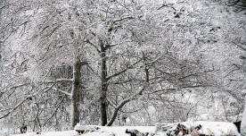 白雪皑皑