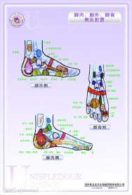 脚内 脚外 脚背侧反射图