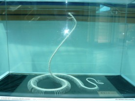 眼镜王蛇骨架标本