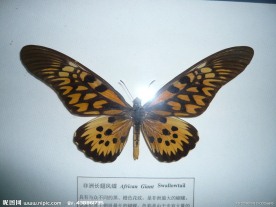蝴蝶标本