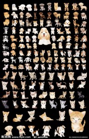 猫猫狗狗