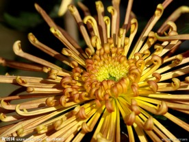 菊花特写
