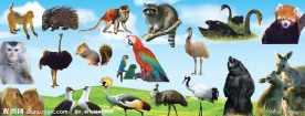 各种动物