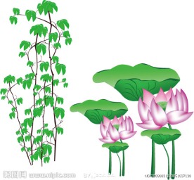 荷花爬山虎