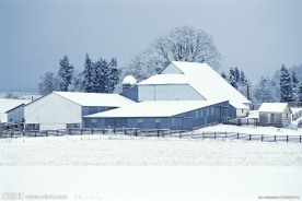 农场 国外农场 乡村风景 草原 草地 绿色 大气 植物 雪景 大雪