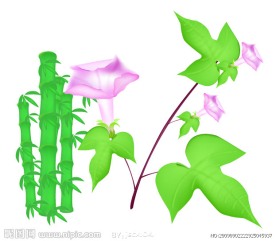 竹子花