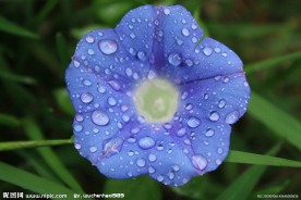 雨后的牵牛花