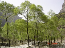 太行风景之翠枫