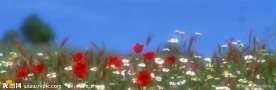 草地与野花