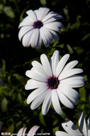 白色雏菊