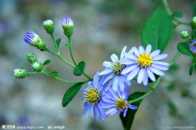 山菊