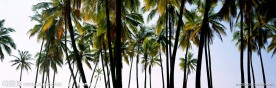 海边的树